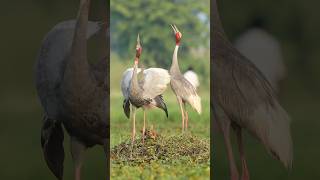 Sarus Crane Welcome to the World Big Celebration for Newbornkeoladeonationalpark [upl. by Lari146]