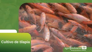 CULTIVO DE TILAPIA EN 2 MINUTOS [upl. by Aleris]