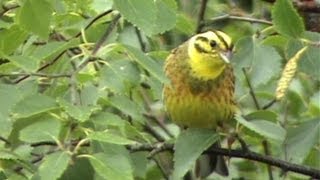 Singing beautiful bright Yellowhammer [upl. by Lenor]