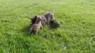 chiot cairn terrier de la Terrardiere avec Bonny [upl. by Guillermo]