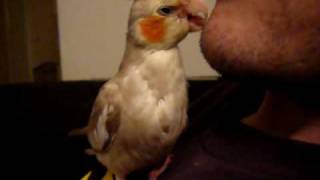 Cockatiel Preening  Grooming a Human [upl. by Knobloch]