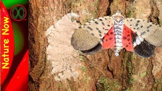 Spotted Lanternfly Eggs  What To Look For [upl. by Eal]