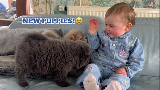 BABY DAISY MEETS NEW CHOW PUPPIES😭💖 CUTEST REACTION EVERRR [upl. by Cherice]