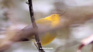 Prothonotary Warbler in Cincinnati Ohio  Birding in Cincinnati [upl. by Rramed]