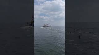 Fischerboot mit Möwen vor Ameland  August 2024 Wattenmeer wellerman [upl. by Caswell774]