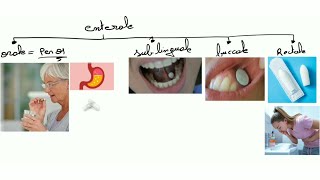 Pharmacologie de la sérotonine cours 1  récepteurs et effets [upl. by Traggat]