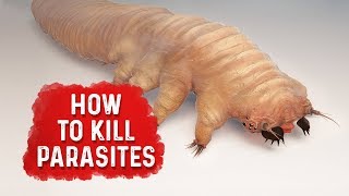 How To Kill Parasites  Dr Berg [upl. by Twila]