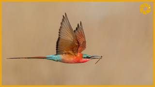 Carmine Bee Eaters  Bird Photography Tips And Tricks [upl. by Maag242]