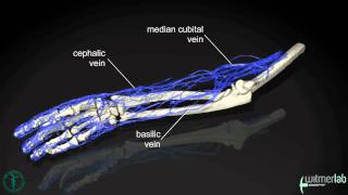 Anatomy of the human arm based on vascular injection and CT scanning [upl. by Ahsyen871]