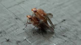 Heleomyzid Flies Heleomyzidae Suillia Mating [upl. by Ytisahc243]