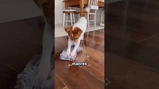 PERRO AYUDA LIMPIANDO EL PISO cc jackuta17 on IG historias curiosidades épico viral [upl. by Nnylatsyrc]