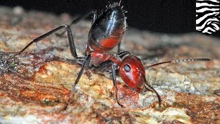 These exploding ants kaboom their butt to defend their own  TomoNews [upl. by Kuhn735]