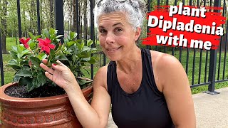 Plant DIPLADENIA With Me 🌺 The Best Flowers for Hot FullSun Areas [upl. by Launce]