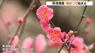 順調に開花が進む 熱海梅園で梅まつり始まる（静岡県） [upl. by Ivey]