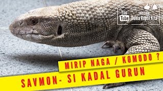 Mari kita Mengenal Savmon  Savannah Monitor si Kadal Gurun  Varanus Exanthematicus [upl. by Adla]