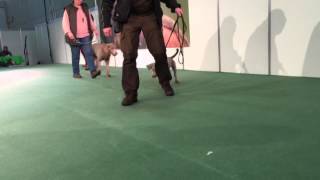 Weimaraner auf der Messe Jagd und Hund 2016 Dortmund [upl. by Oirobil283]