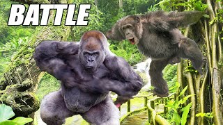 Gorilla vs Chimp Ape Attacks [upl. by Earized]