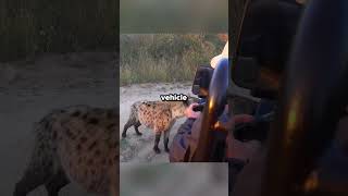 Why Lions Dont Attack Tourists [upl. by Alia]