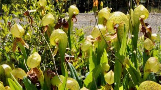 Serpent of the Siskiyous  Darlingtonia californica [upl. by Melvyn188]