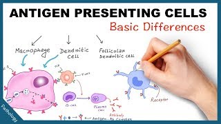 Antigen Presenting Cells  Few basic differences [upl. by Bergren]