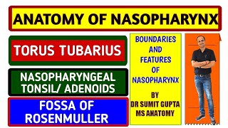 NASOPHARYNX FEATURES  ADENOIDS  TUBAL ELEVATION  NASOPHARYNGEAL ISTHMUS [upl. by Navap]