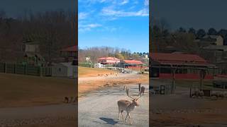 Driving through VA Safari Park  streetview819  streetview  wildlife  animals  selfdriving [upl. by Outhe]