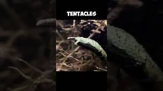 The TENTACLED SNAKE  An EXTREMELY RARE Creature 🧐 [upl. by Arbe]