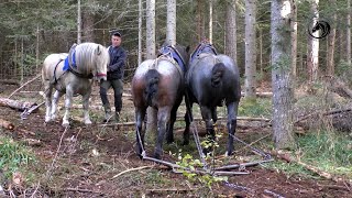 Šumski radni dan u gori Romaniji kod Predraga i Darka Šuke [upl. by Jaban]