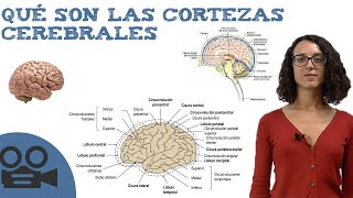 Cortezas cerebrales  Funciones IDEAL para estudiar [upl. by Sugna]