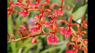 Fire Orchid Care Philippine Fire Orchid  Renanthera Storiei [upl. by Bambie75]