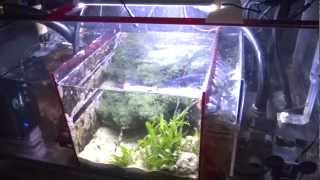 How To Setup A Sump Refugium [upl. by Elvia613]