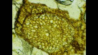 Rhynie Chert MicroFossils under the microscope [upl. by Annoif]