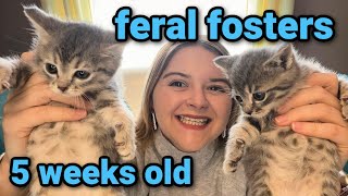 Fostering FERAL Kittens for the First Time Socializing amp Weaning at 5 Weeks Old [upl. by Adlemy453]