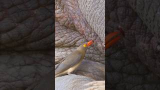 Oxpecker eats insects from the skin of a Rhino Wincent ny8CD bird nature wildlife [upl. by Ibba]