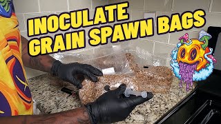 How To Inoculate Grain Spawn Bags My First Time [upl. by Archibald]