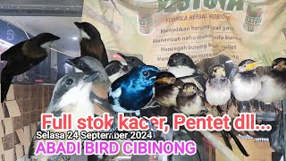 Update stok full kacer dahit daput pentet dllABADIBIRDCIBINONG [upl. by Llerej]