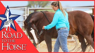 Ground Work Exercises to Gain Confidence with your Horse  With Brandi Lyons [upl. by Harrod300]