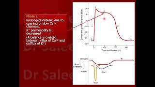 cardiac action potential phase 2 [upl. by Yerd879]