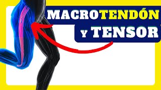 TENSOR de la FASCIA LATA  Mecánica muscular del músculo de la CINTILLA ILIOTIBAL [upl. by Africah]