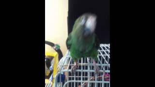 Parrot Doing R2D2 Impression [upl. by Lairbag]