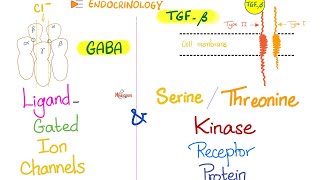 LigandGated Ion Channels Acetylcholine GABA amp Serine Threonine Kinase Receptor Protein [upl. by Jairia]