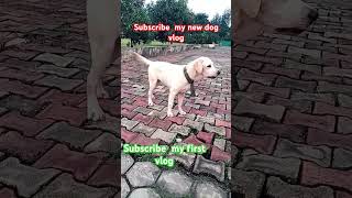 Subscribe my first vlogmy new dogdog training labradordogobedience doglover [upl. by Ailekat]