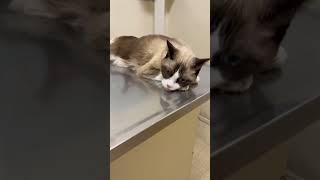 Snowshoe cat trying to stay calm at the vet’s office snowshoe cutecat shorts [upl. by Barabbas]