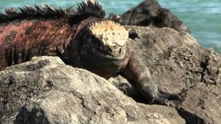 Marine Iguana quotSneezingquot Морская игуана quotчихаетquot 1341sp [upl. by Dnomso]