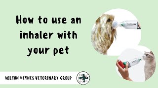 How to Use an Inhaler with your Pet  Milton Keynes Veterinary Group [upl. by Netsirc]