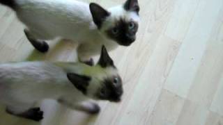 Talking Siamese kittens  SUPER CUTE [upl. by Whatley]