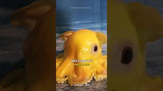 Flapjack Octopus l Real Life Stuffed Animal [upl. by Delwin598]