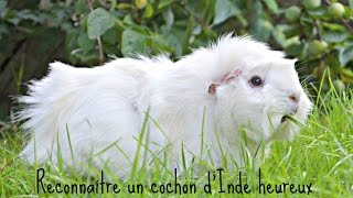 Reconnaitre un cochon dInde heureux ღ [upl. by Eintrok]