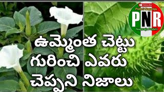 Ummetha Chettu upayogalu in teluguఉమ్మెత్త చెట్టు పూలు కాయలు వాటి ఉపయోగాలు ఉమ్మెత్త చెట్టు పువ్వ [upl. by Zetrac]