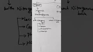 phospholipids lipids lecithin sphingomyelinlipidlipidmetabolism biochemistry shortsreels [upl. by Vitia734]